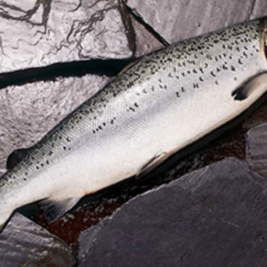 Salmón Salar